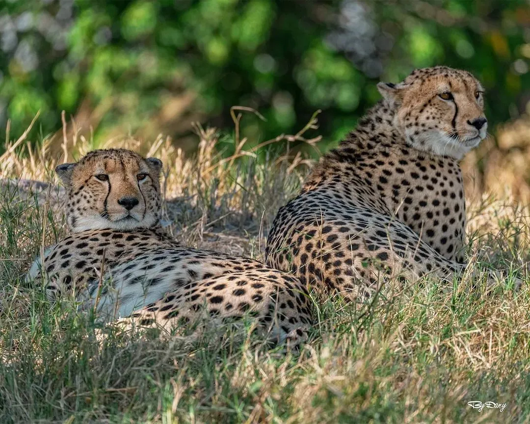 Two cheetahs resting in the shade