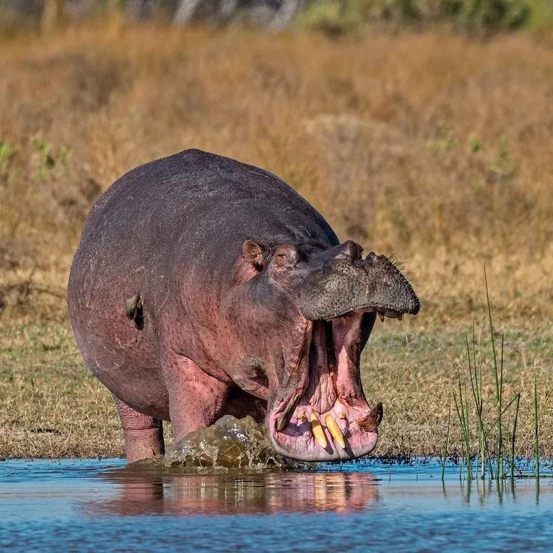 Hippo wide-mouthed at water