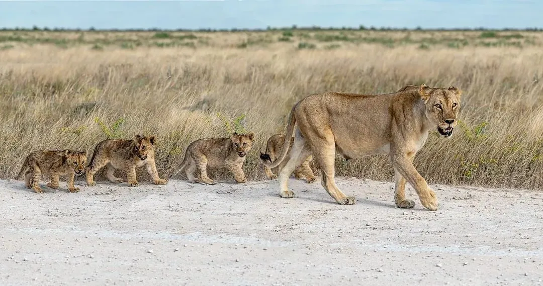 Maasai Mara — lioness leading her cubs across the savannah