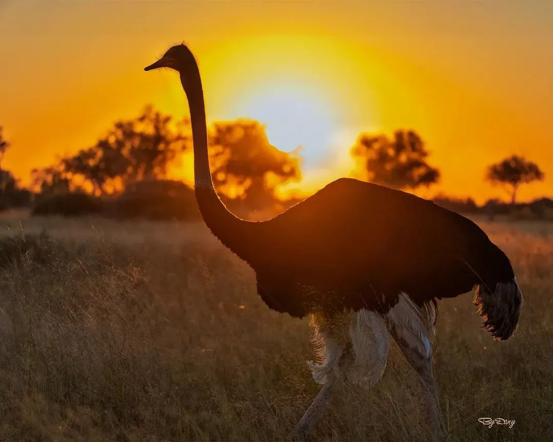 Ostrich silhouette at sunrise