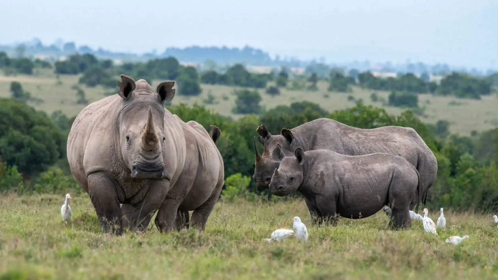 Mount Kenya — rhino family in the wild