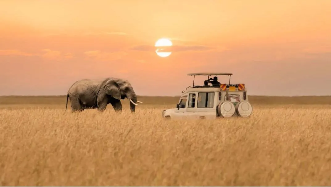 Elephant at golden sunset