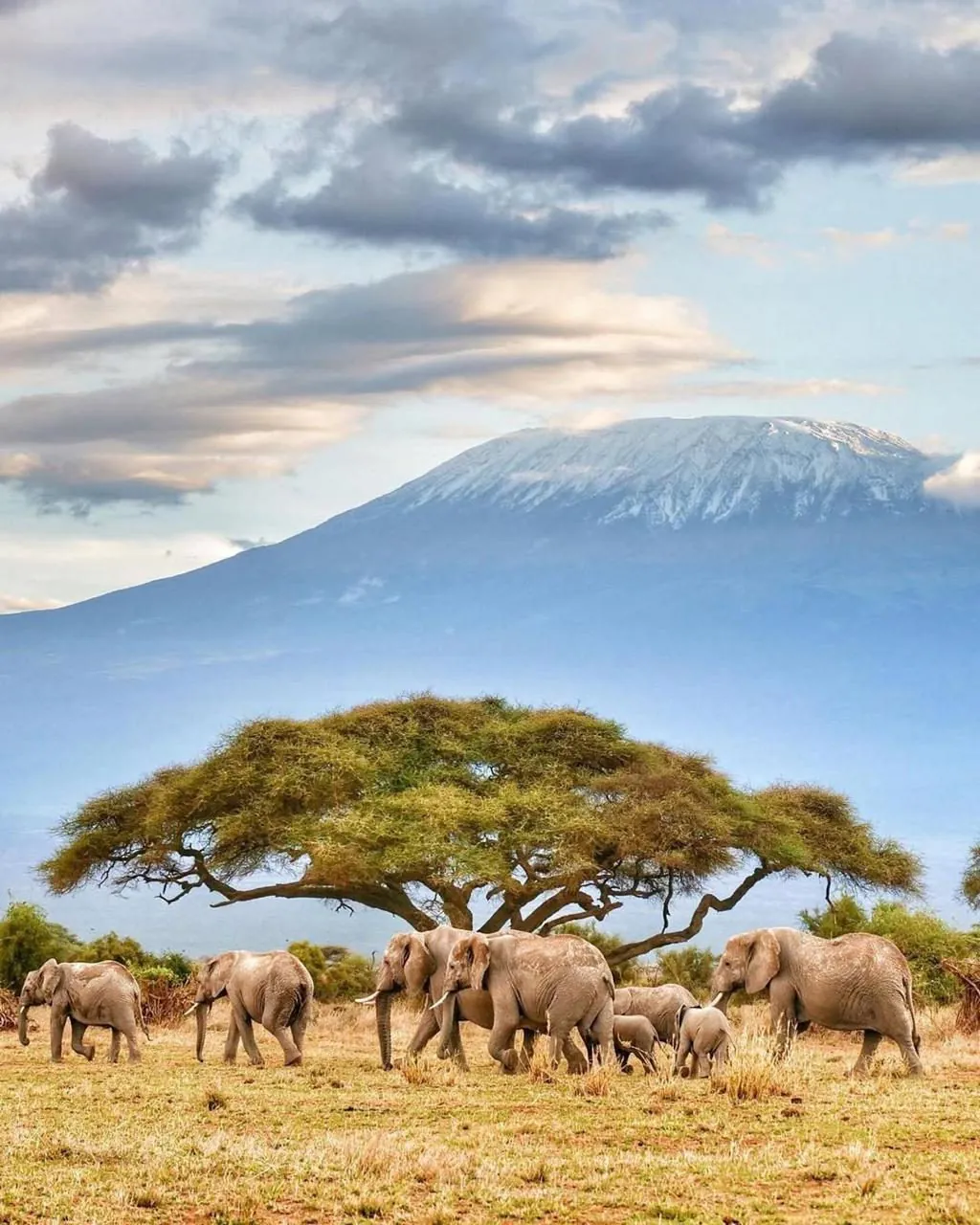 Amboseli — elephants with Mount Kilimanjaro
