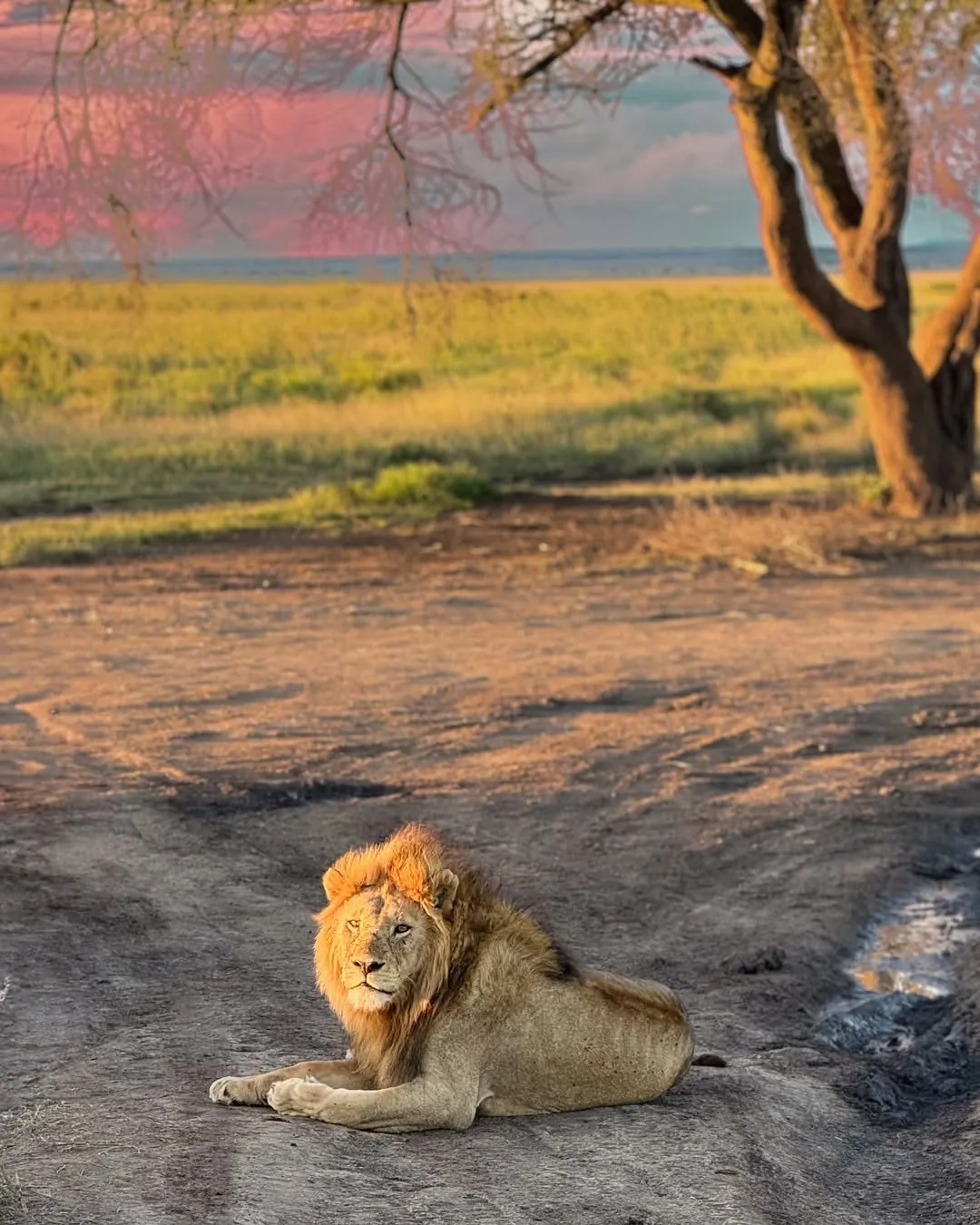 Terms and Conditions