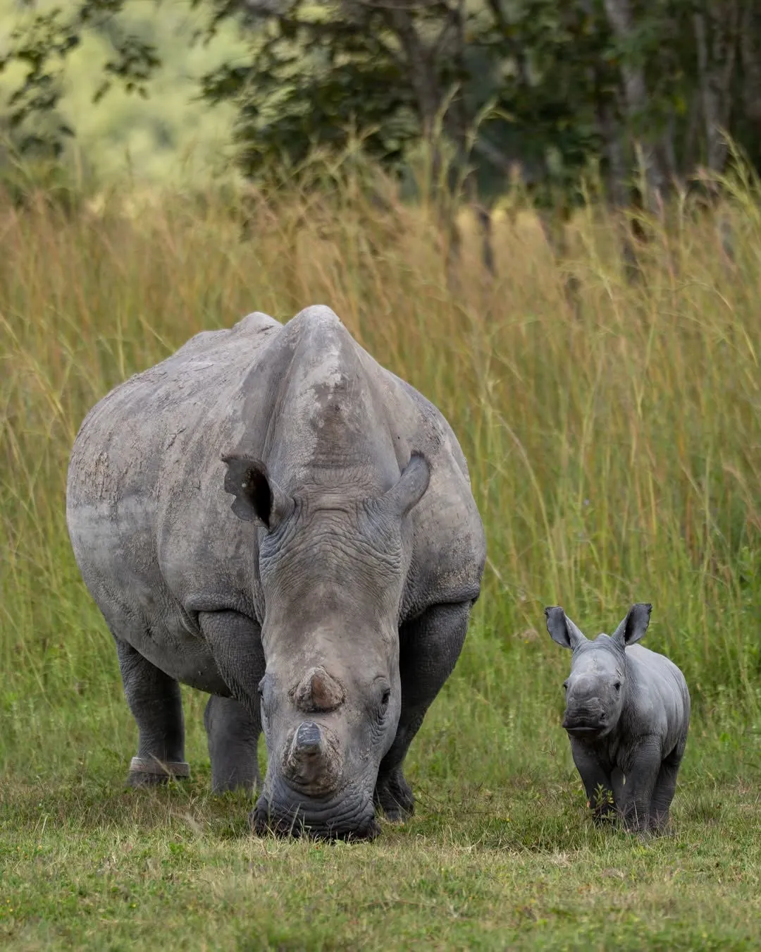 Private Group Safari