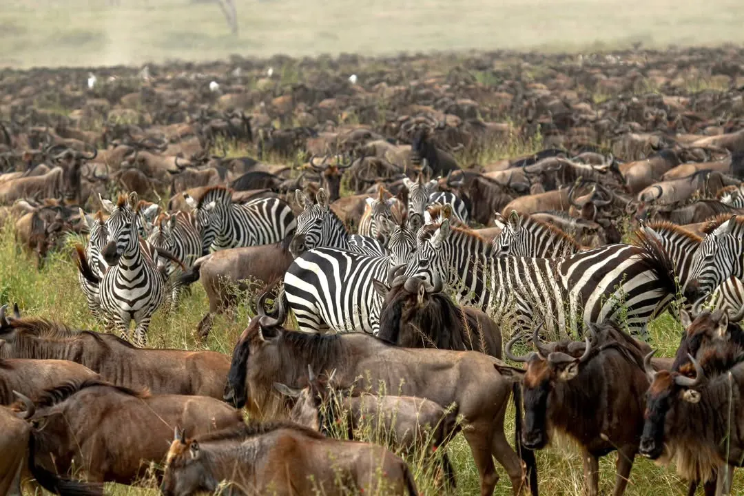 Wildebeest and zebra migration herd